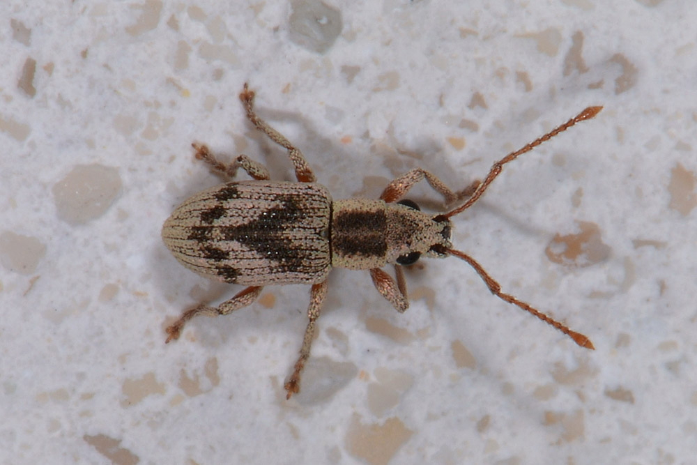 Pseudomyllocerus neapolitanus - (Curculionidae)